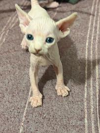 Sphynx