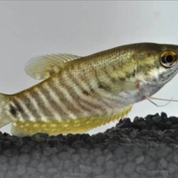 Trichogaster e colisa varie specie