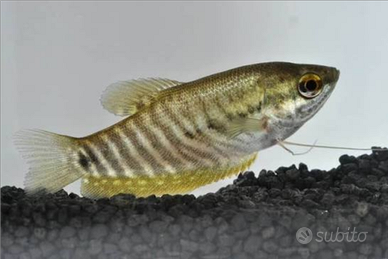 Trichogaster e colisa varie specie