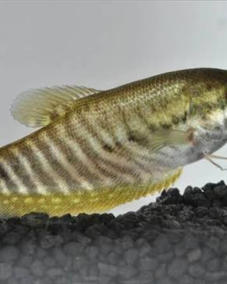 Trichogaster e colisa varie specie