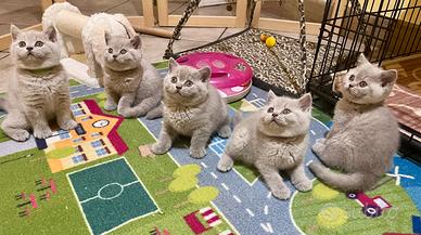 Gattini British Shorthair