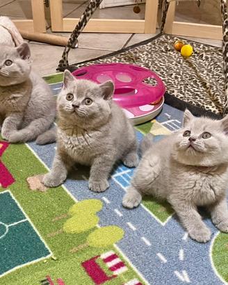 Gattini British Shorthair