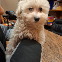 Cucciolo maltipoo bianco candido