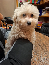 Cucciolo maltipoo bianco candido