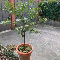 Alberello di limone