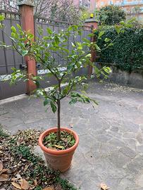 Alberello di limone