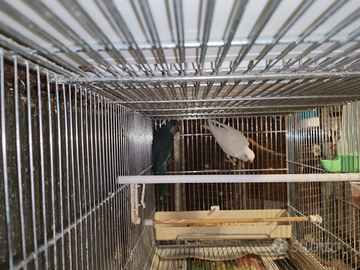 2 parrocchetti monaci