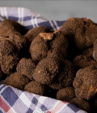 Tartufo nero uncinato fresco