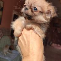Chihuahua pelo lungo piccolissimo