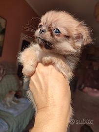 Chihuahua pelo lungo piccolissimo