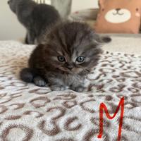 Ultimi cuccioli di Scottish