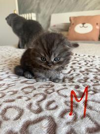 Ultimi cuccioli di Scottish