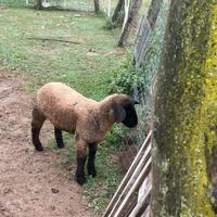 Pecora suffolk da giardino