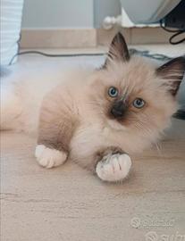 Gattino ragdoll
