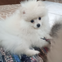 Spitz Tedesco nano/Volpino di Pomerania