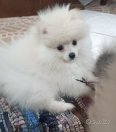 Spitz Tedesco nano/Volpino di Pomerania