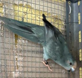 Pulli kakariki geezmond