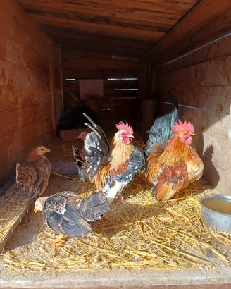 Galline