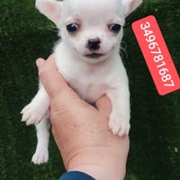 CHIHUAHUA cucciolino bijoux