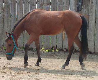 Quarter Horse