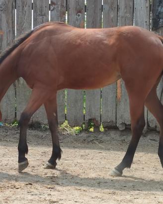 Quarter Horse