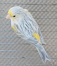 Agata opale giallo mosaico