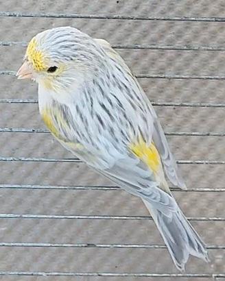 Agata opale giallo mosaico