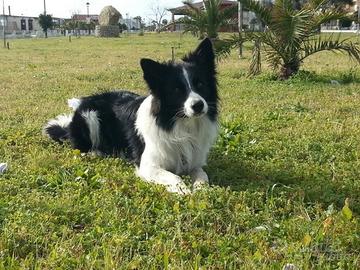 Cuccioli Border Collie