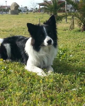 Cuccioli Border Collie