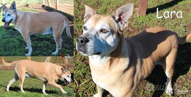 ADOZIONE CANI ANZIANI - Lara merita una famiglia