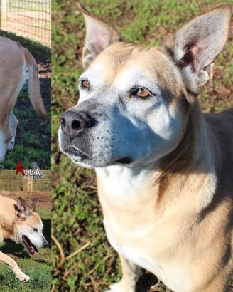 ADOZIONE CANI ANZIANI - Lara merita una famiglia
