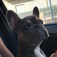 Buldog francese esotico