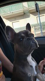 Buldog francese esotico
