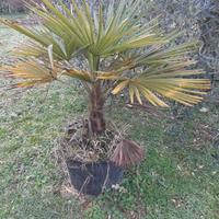palme