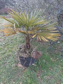 palme