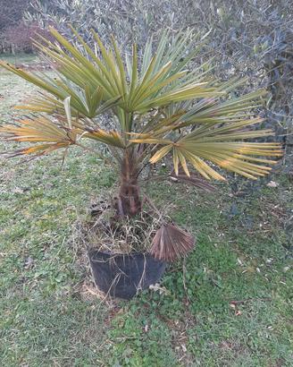 palme