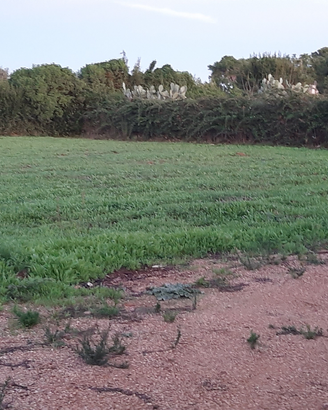 Terreno agricolo