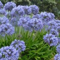 Agapanthus fiori piante