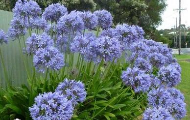 Agapanthus fiori piante