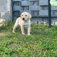 Cuccioli di Labrador retriever con Pedigree Enci