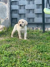 Cuccioli di Labrador retriever con Pedigree Enci