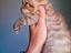 Immagine 4