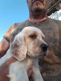 Cucciolo di setter inglese