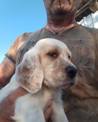 Cucciolo di setter inglese