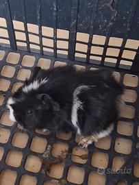 Cavie porcellini d'india