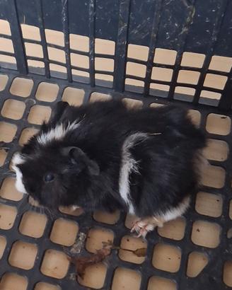 Cavie porcellini d'india