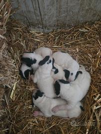 Cani ariegeois da caccia