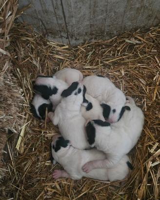 Cani ariegeois da caccia