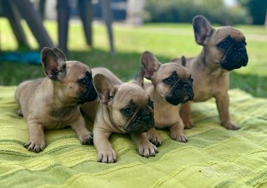 Bulldogue francese cuccioli