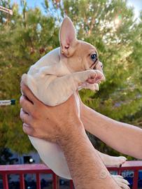 BULLDOG francese cuccioli